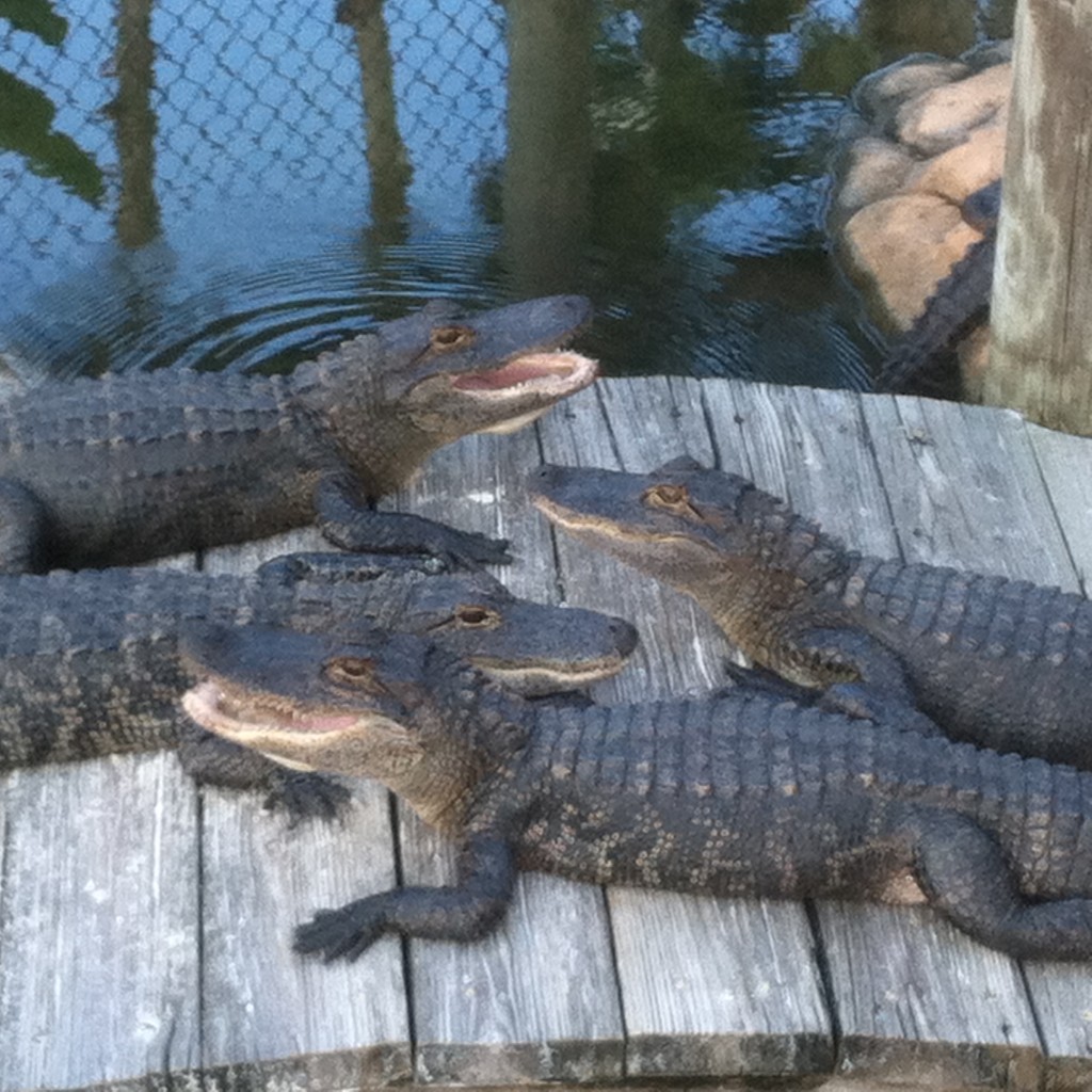 HungryGators